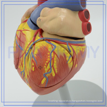 PNT-0405 Cheap And High Quality Human Heart Anatomy Model